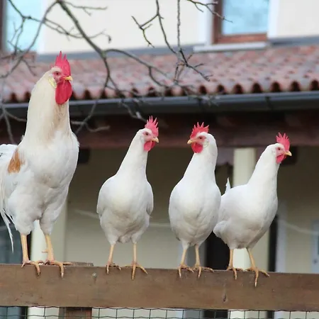 Country House Lokev منزل ريفي Lokev