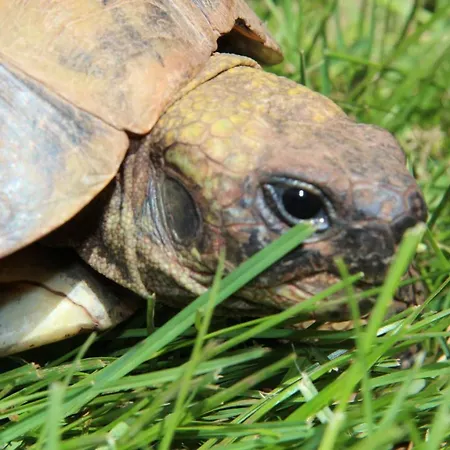 Country House Lokev منزل ريفي *