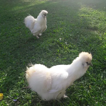 Country House Lokev Εξοχικό σπίτι *