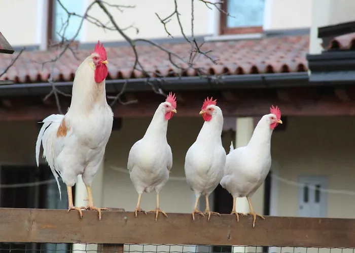 Country House Lokev Летний дом Lokev