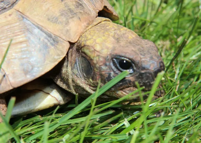 Country House Lokev Летний дом *