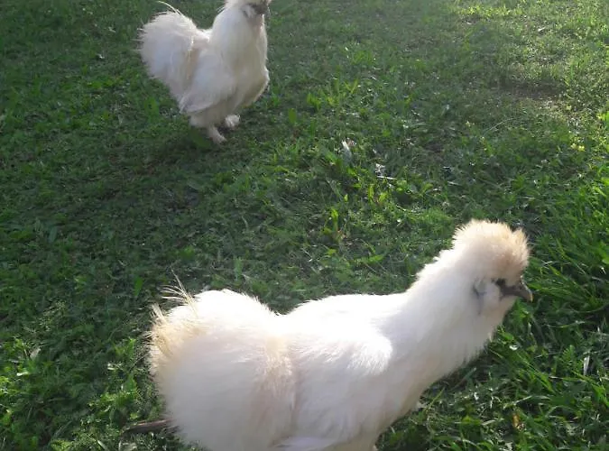 Country House Lokev Летний дом *